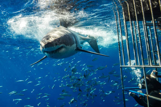 istock Cage Diving with Great White Sharks in Guadalupe, Mexico 1165915652