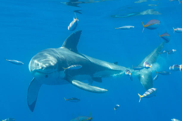 istock Cage Diving with Great White Sharks in Guadalupe, Mexico 1165915656