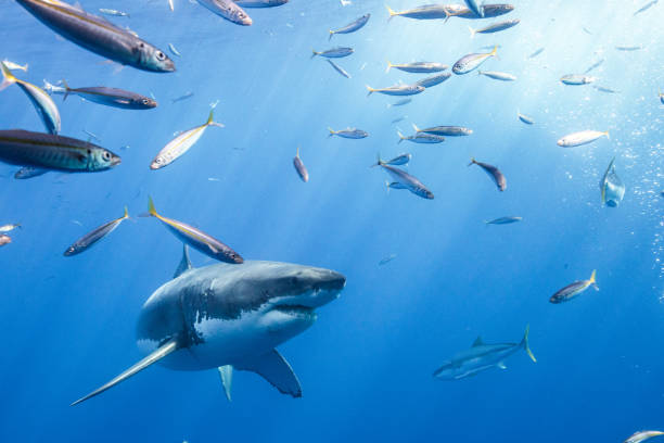 istock Cage Diving with Great White Sharks in Guadalupe, Mexico 1165915675