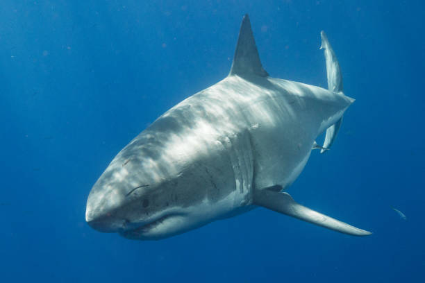 istock Cage Diving with Great White Sharks in Guadalupe, Mexico 1165915709