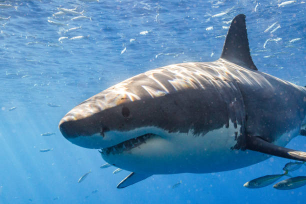 istock Cage Diving with Great White Sharks in Guadalupe, Mexico 1165915735