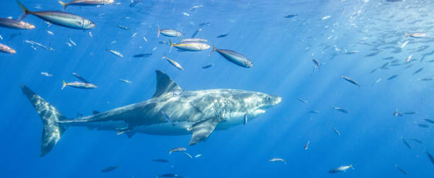 istock Cage Diving with Great White Sharks in Guadalupe, Mexico 1165916332