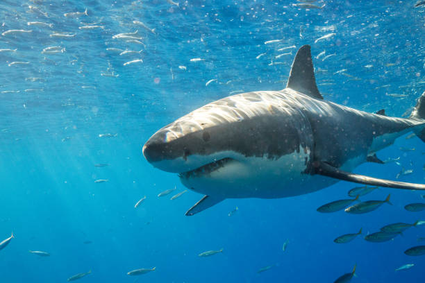 istock Cage Diving with Great White Sharks in Guadalupe, Mexico 1165916342