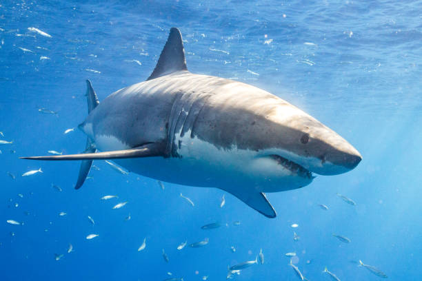 istock Cage Diving with Great White Sharks in Guadalupe, Mexico 1165916379
