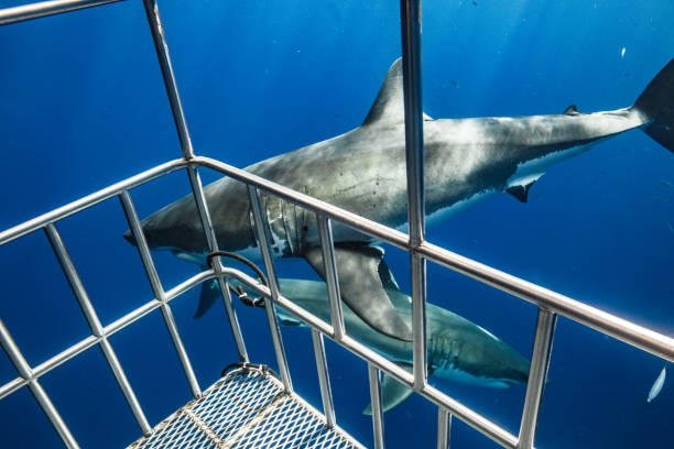 istock Cage Diving with Great White Sharks in Guadalupe, Mexico 1165916420