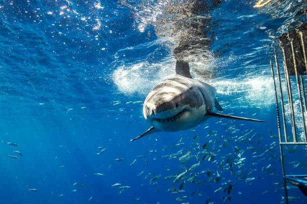 istock Cage Diving with Great White Sharks in Guadalupe, Mexico 1165916422