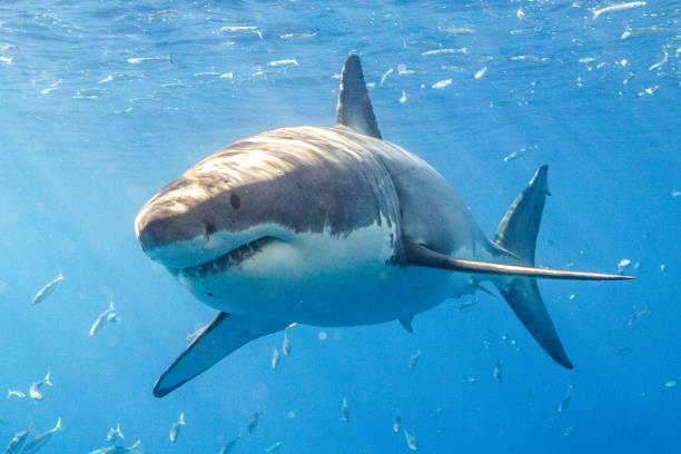 istock Cage Diving with Great White Sharks in Guadalupe, Mexico 1165916457