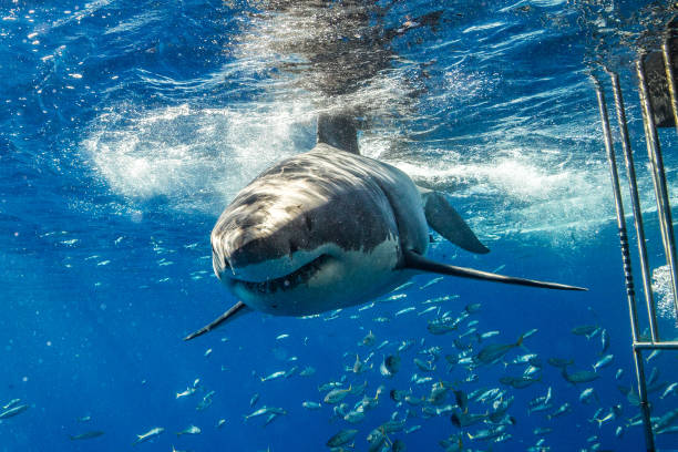 istock Cage Diving with Great White Sharks in Guadalupe, Mexico 1165916468
