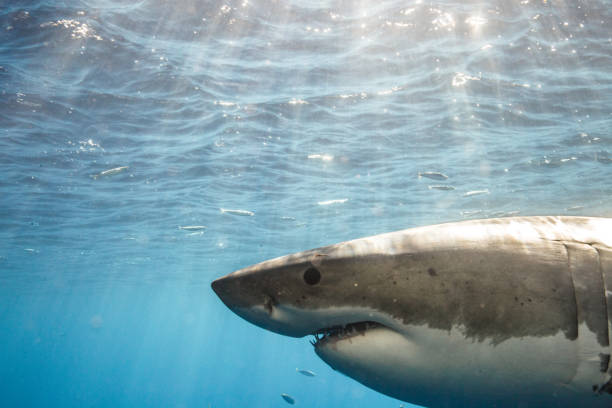 istock Cage Diving with Great White Sharks in Guadalupe, Mexico 1165916480