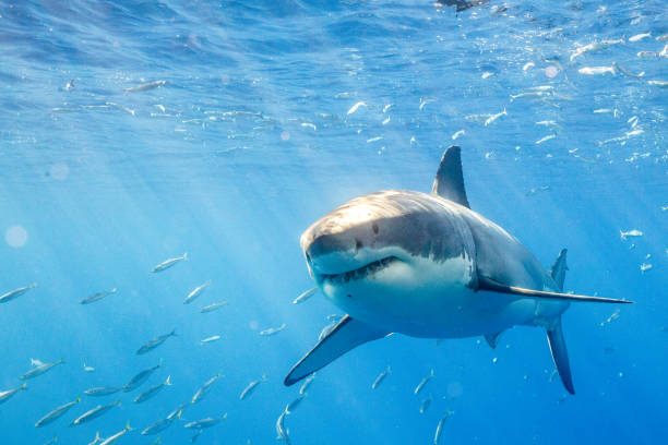 istock Cage Diving with Great White Sharks in Guadalupe, Mexico 1165916482
