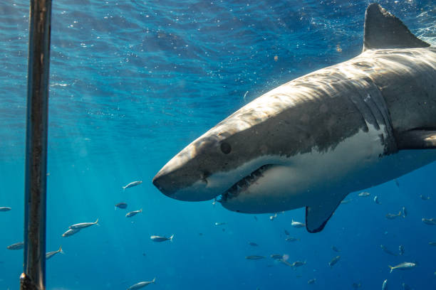 istock Cage Diving with Great White Sharks in Guadalupe, Mexico 1165916492