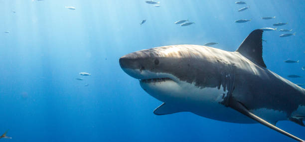 istock Cage Diving with Great White Sharks in Guadalupe, Mexico 1165916508