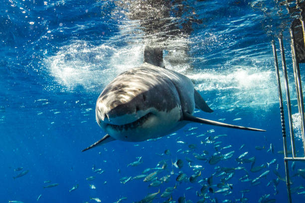istock Cage Diving with Great White Sharks in Guadalupe, Mexico 1165916527