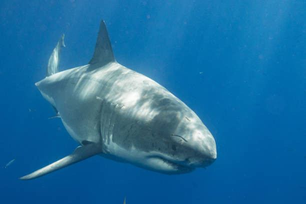 istock Cage Diving with Great White Sharks in Guadalupe, Mexico 1165916534