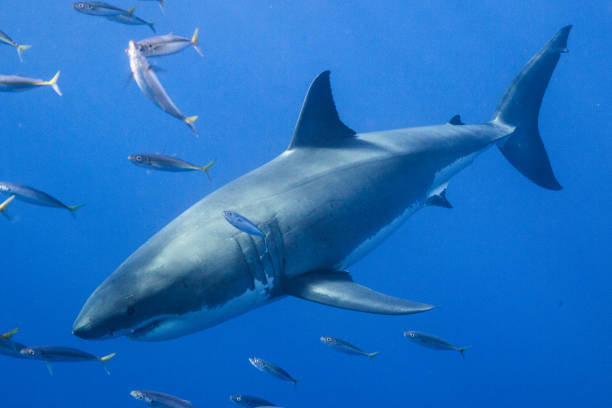 istock Cage Diving with Great White Sharks in Guadalupe, Mexico 1165916548