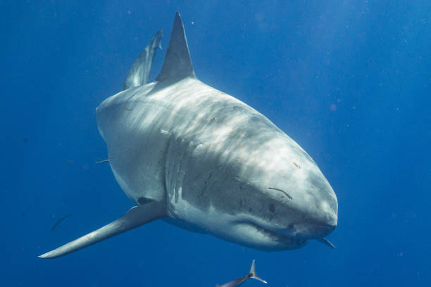 istock Cage Diving with Great White Sharks in Guadalupe, Mexico 1165916549