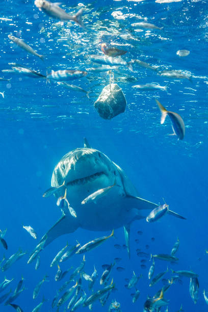 istock Cage Diving with Great White Sharks in Guadalupe, Mexico 1165916563