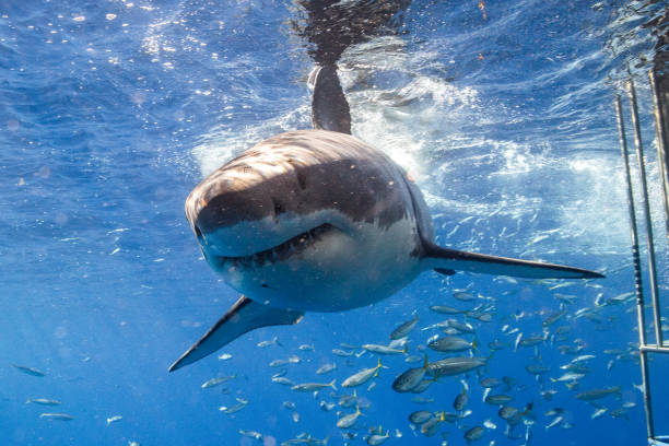 istock Cage Diving with Great White Sharks in Guadalupe, Mexico 1165916568