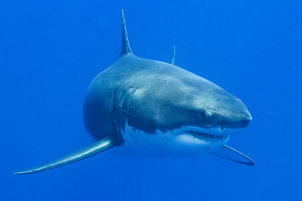istock Cage Diving with Great White Sharks in Guadalupe, Mexico 1165916650