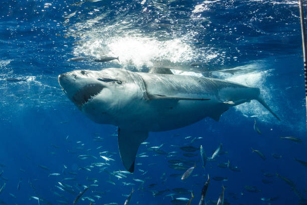 istock Cage Diving with Great White Sharks in Guadalupe, Mexico 1165916659
