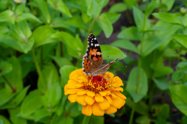 istock Butterfly on yellow zinnia 1165917408