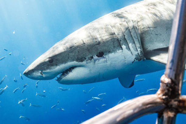 istock Cage Diving with Great White Sharks in Guadalupe, Mexico 1165917487