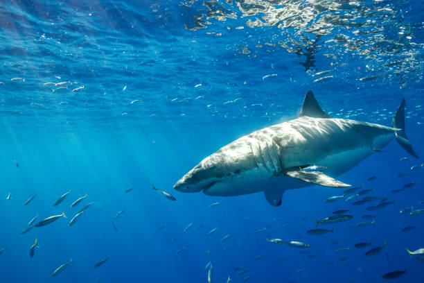 istock Cage Diving with Great White Sharks in Guadalupe, Mexico 1165917493