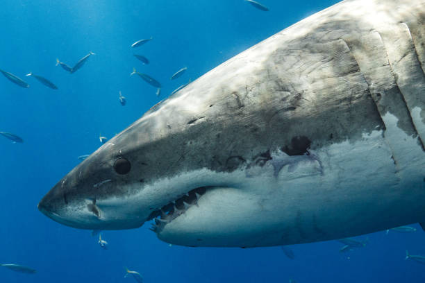 istock Cage Diving with Great White Sharks in Guadalupe, Mexico 1165917497