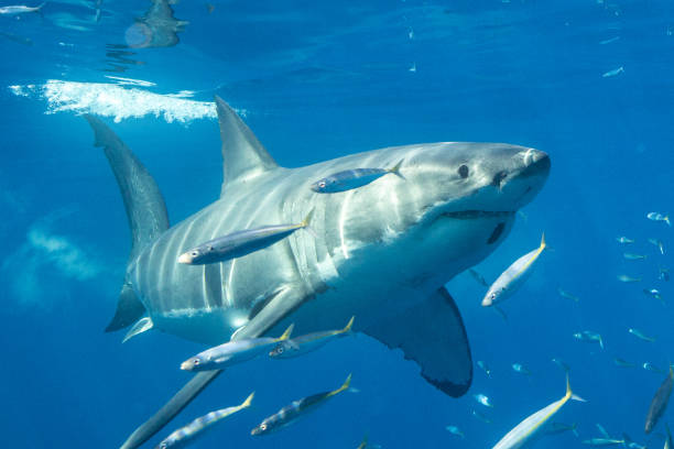 istock Cage Diving with Great White Sharks in Guadalupe, Mexico 1165917512