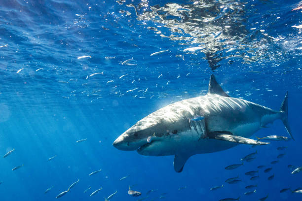 istock Cage Diving with Great White Sharks in Guadalupe, Mexico 1165917514