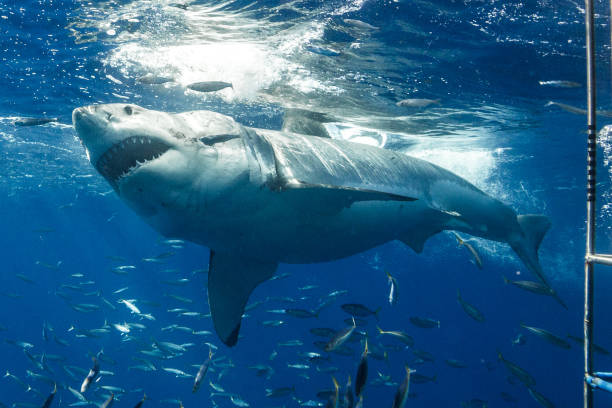 istock Cage Diving with Great White Sharks in Guadalupe, Mexico 1165917515