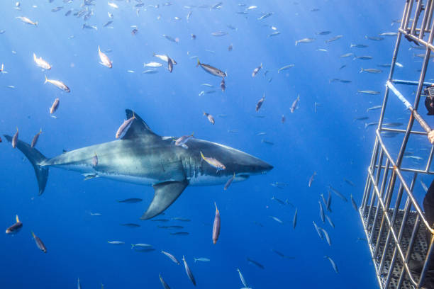 istock Cage Diving with Great White Sharks in Guadalupe, Mexico 1165917530