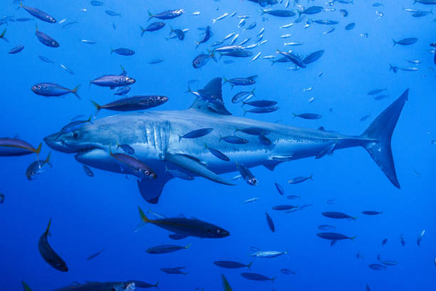 istock Cage Diving with Great White Sharks in Guadalupe, Mexico 1165917533