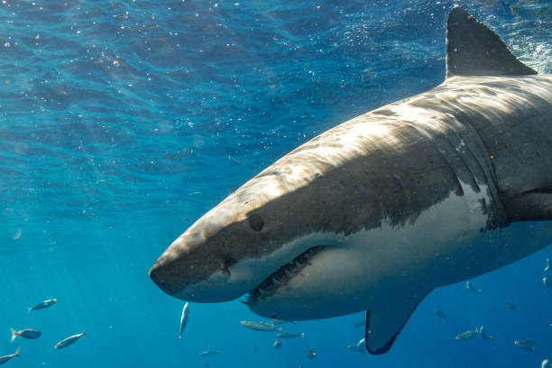 istock Cage Diving with Great White Sharks in Guadalupe, Mexico 1165917542