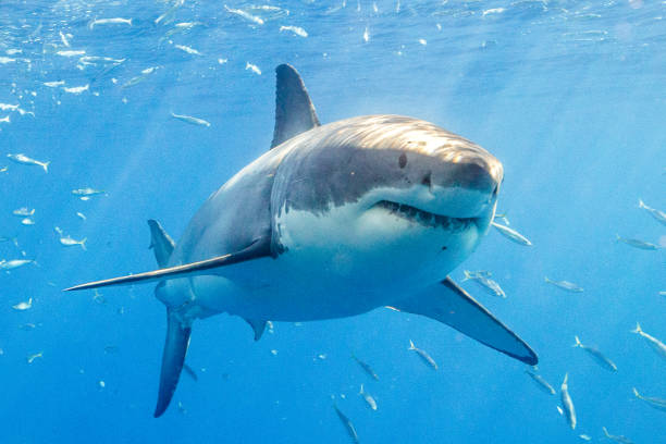 istock Cage Diving with Great White Sharks in Guadalupe, Mexico 1165917545