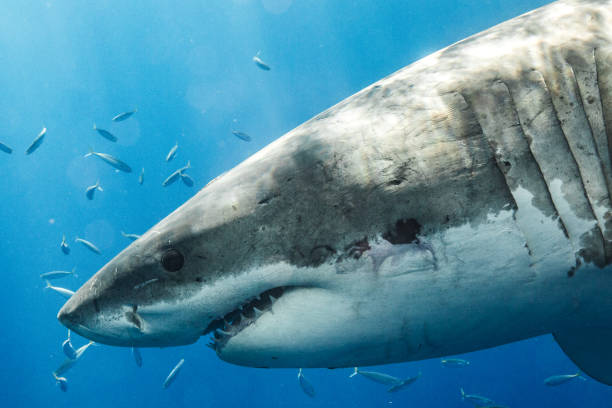 istock Cage Diving with Great White Sharks in Guadalupe, Mexico 1165917573