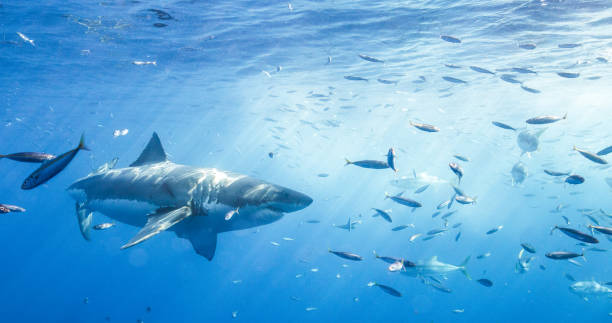 istock Cage Diving with Great White Sharks in Guadalupe, Mexico 1165917584