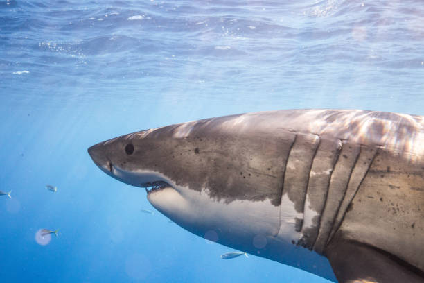 istock Cage Diving with Great White Sharks in Guadalupe, Mexico 1165917648