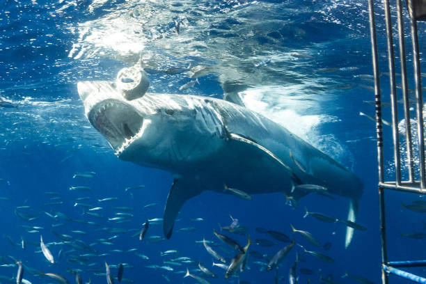 istock Cage Diving with Great White Sharks in Guadalupe, Mexico 1165917656