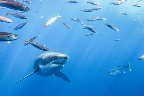 istock Cage Diving with Great White Sharks in Guadalupe, Mexico 1165917657