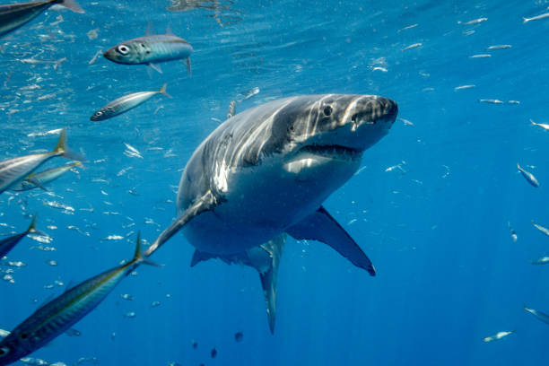 istock Cage Diving with Great White Sharks in Guadalupe, Mexico 1165917680