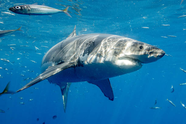 istock Cage Diving with Great White Sharks in Guadalupe, Mexico 1165917685