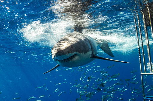 Cage Diving with great white sharks off the island of Guadalupe in Mexican waters of the Pacific Ocean