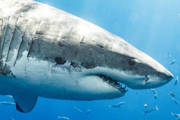 istock Cage Diving with Great White Sharks in Guadalupe, Mexico 1165917712
