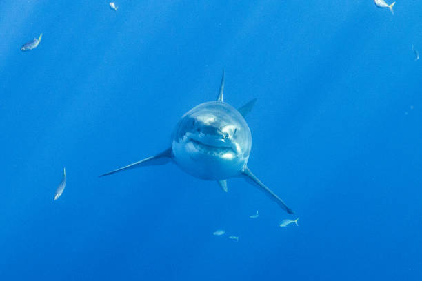istock Cage Diving with Great White Sharks in Guadalupe, Mexico 1165917726