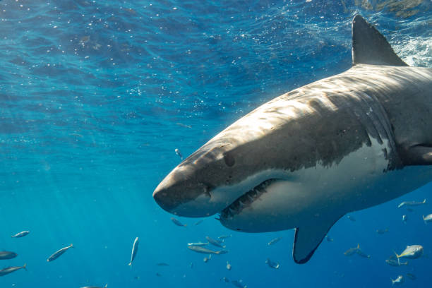 istock Cage Diving with Great White Sharks in Guadalupe, Mexico 1165917734