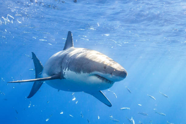istock Cage Diving with Great White Sharks in Guadalupe, Mexico 1165917764