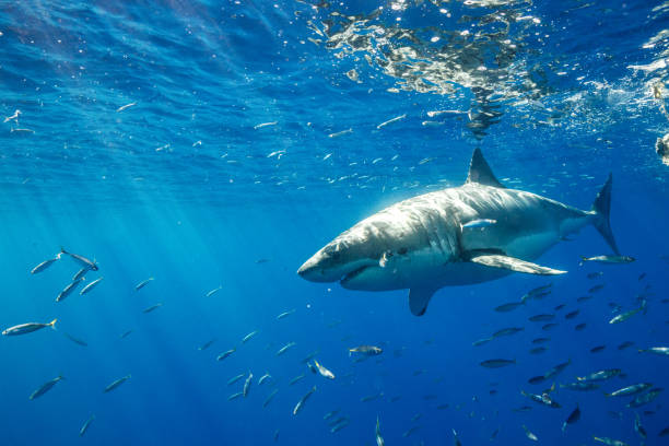 istock Cage Diving with Great White Sharks in Guadalupe, Mexico 1165917767