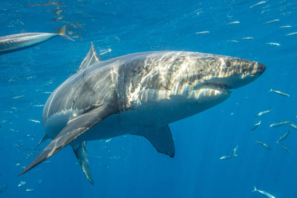 istock Cage Diving with Great White Sharks in Guadalupe, Mexico 1165917783