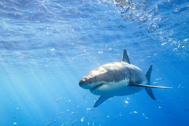 istock Cage Diving with Great White Sharks in Guadalupe, Mexico 1165917813